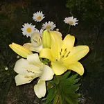 Rey Garden 2 3*