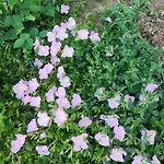 Rey Garden 2