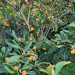 Rey Garden 2