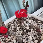 Rey Garden 2