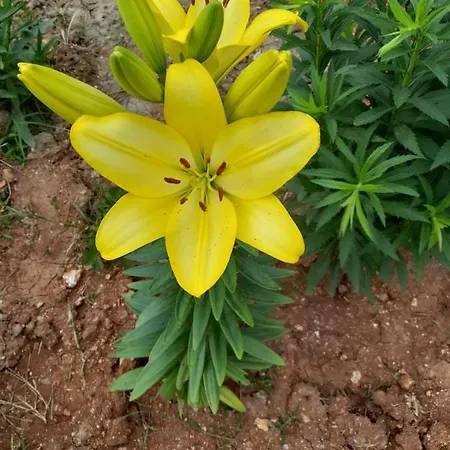 Rey Garden 2 Πανσιόν 3*