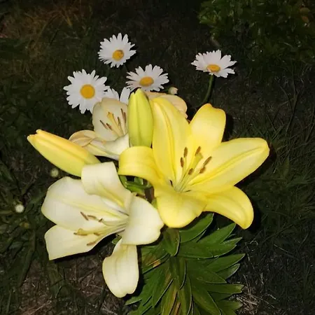 Rey Garden 2 3*