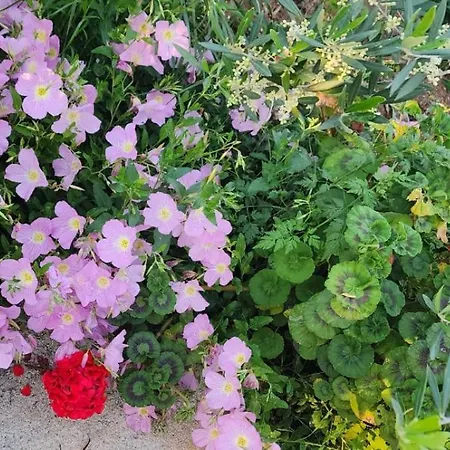 Rey Garden 2 Vlorë