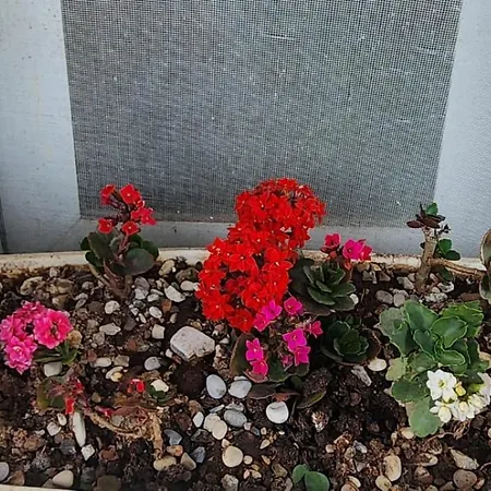 Gæstehus Rey Garden 2 3*