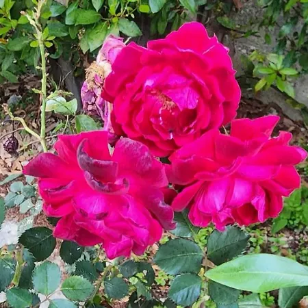 Gæstehus Rey Garden 2 Vlorë