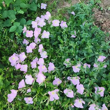 Rey Garden 2