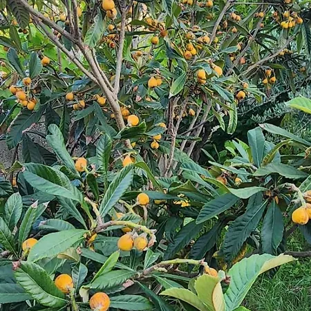 Rey Garden 2