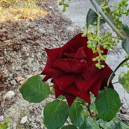 Gæstehus Rey Garden 2 Vlorë