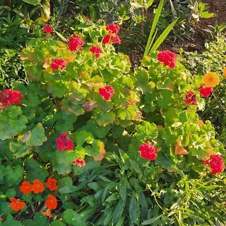 Rey Garden 2 Vlorë