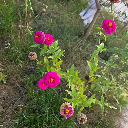 Rey Garden 2 Vlorë