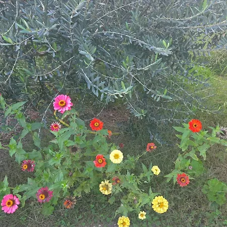 Rey Garden 2 Vlorë