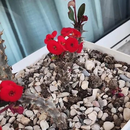 Rey Garden 2