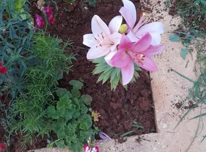 Rey Garden 2 3*