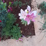 Rey Garden 2 3*