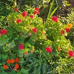 Rey Garden 2 Vlore