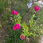 Rey Garden 2 Vlore