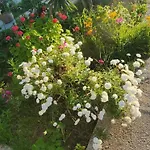 Rey Garden 2 Guest house Vlore