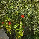 Guest house Rey Garden 2 Vlore