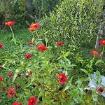 Rey Garden 2 Guest house