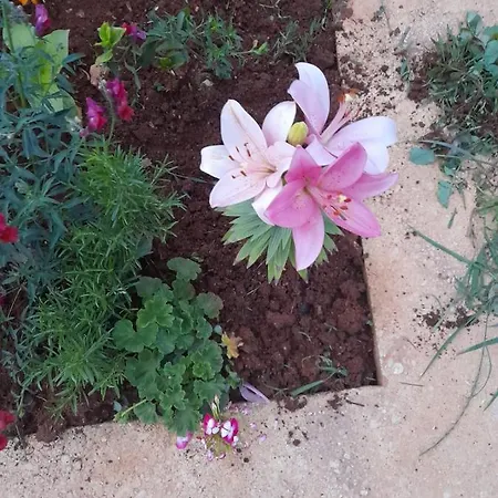 Rey Garden 2 3*