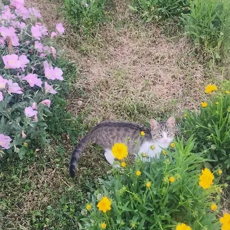 Rey Garden 2 招待所 3*