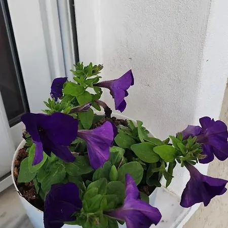 Rey Garden 2 3* Vlorë