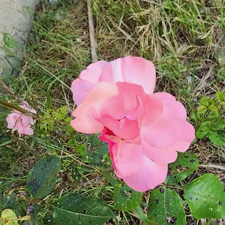招待所 Rey Garden 2 Vlorë