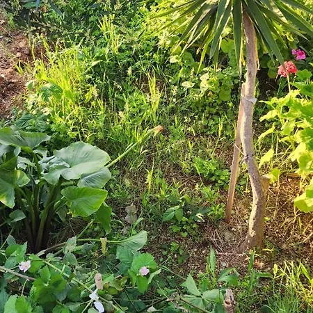 Rey Garden 2 Vlorë