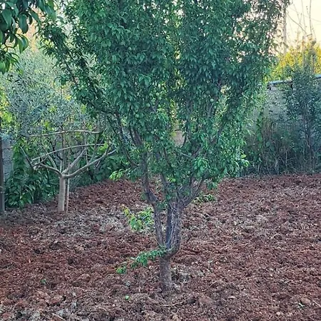 Rey Garden 2 3* Vlorë