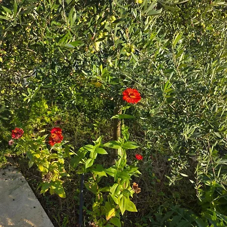 招待所 Rey Garden 2 Vlorë