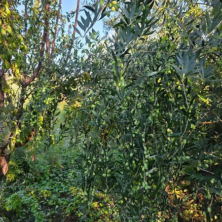 Rey Garden 2 招待所 3*