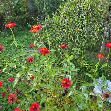 Rey Garden 2 招待所