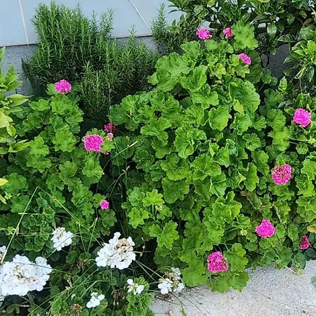 招待所 Rey Garden 2 3*
