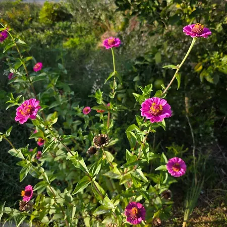 Rey Garden 2 Vlorë