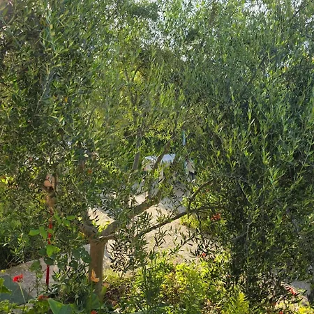 Rey Garden 2